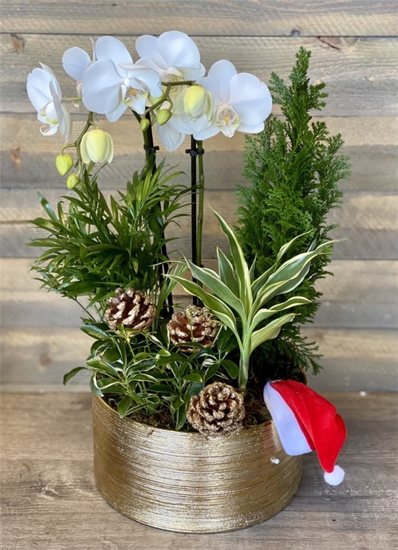 Orchid flower arrangement for Christmas