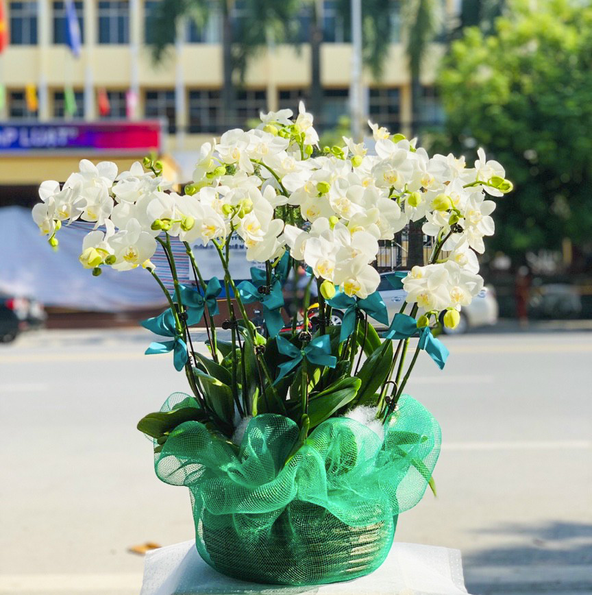 White orchids for Christmas flowers Hanoi